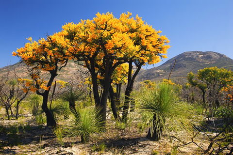 Best Of Perth Wildflower Season Day Trip - Holiday Find 3