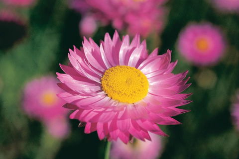 Best Of Perth Wildflower Season Day Trip - Holiday Find 5