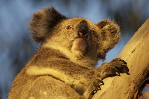 After Hours Electric Fatbike Tour In Kangaroo Island - Holiday Find 2