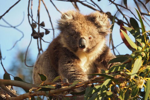 2-Hour Koala Walking Tour In Kangaroo Island - Holiday Find 0