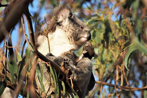 2-Hour Koala Walking Tour In Kangaroo Island - Holiday Find 1