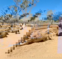 West MacDonnell Ranges Half-Day Small-Group Tour with Camel Ride - Holiday Find
