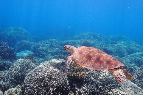 Calypso Outer Great Barrier Reef Cruise From Port Douglas - Holiday Find 2