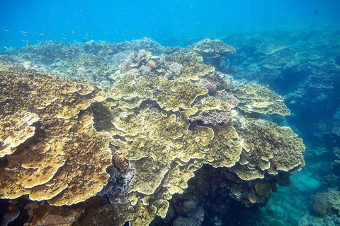 Cruise To Moore Reef Pontoon And Return Helicopter Flight From Cairns - Holiday Find 5