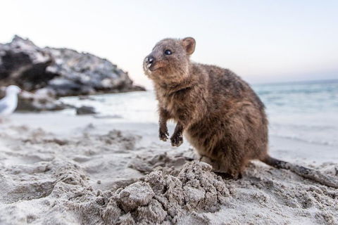 Rottnest Island All-Inclusive Grand Island Tour From Fremantle - Holiday Find 2