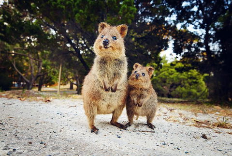 Rottnest Island All-Inclusive Grand Island Tour From Fremantle - Holiday Find 5