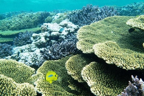 Abrolhos Islands Scenic Flight & Snorkel Adventure From Perth - Holiday Find 4