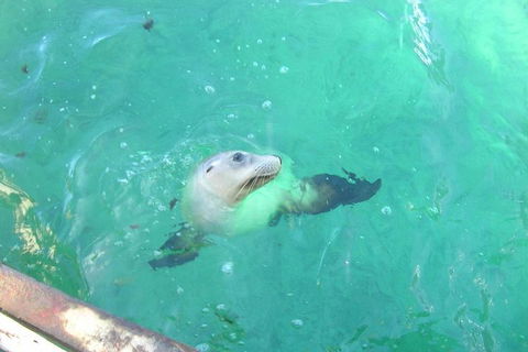 Abrolhos Islands Scenic Flight & Snorkel Adventure From Perth - Holiday Find 5