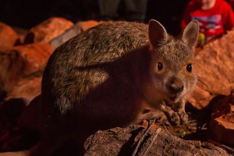 Alice Springs Desert Park Nocturnal Tour - Holiday Find 3