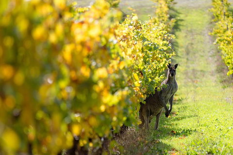 Margaret River 3 Day Escape - Holiday Find 4