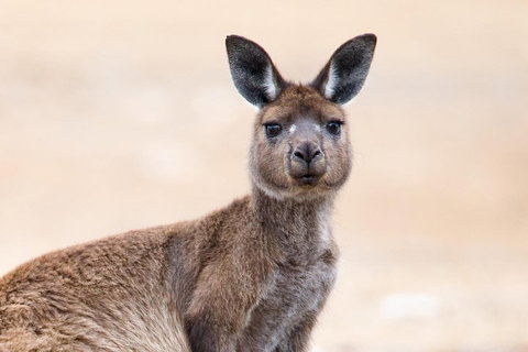 Kangaroo Island Luxury Small Group 'East End Explorer' Full Day Tour - Holiday Find 1