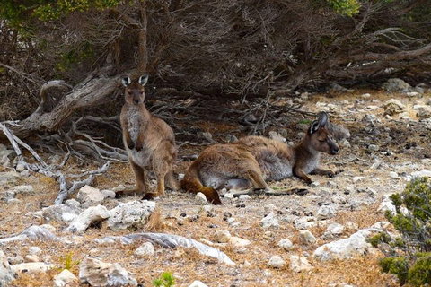 Kangaroo Island Luxury Small Group 'East End Explorer' Full Day Tour - Holiday Find 4