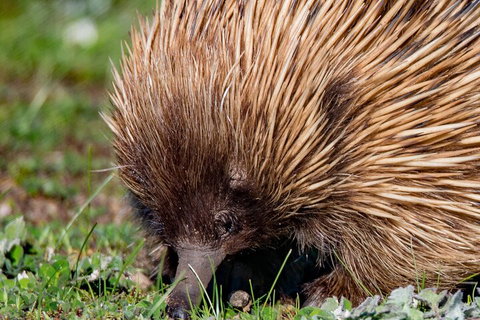 Kangaroo Island Luxury Small Group 'East End Explorer' Full Day Tour - Holiday Find 5