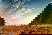 Highlights of Uluru Including Sunrise and Breakfast