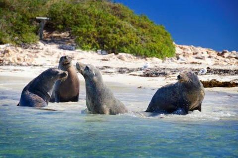 Dolphin, Penguin And Sea Lion Cruise - Holiday Find 0