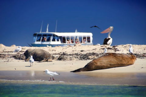 Dolphin, Penguin And Sea Lion Cruise - Holiday Find 1