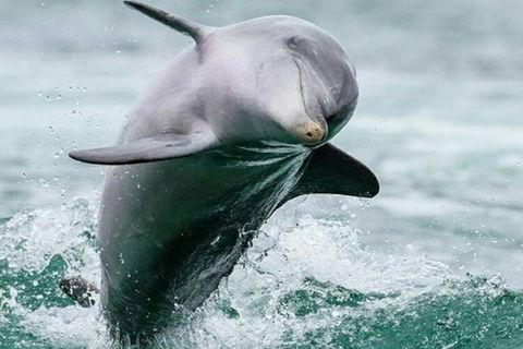 Dolphin, Penguin And Sea Lion Cruise - Holiday Find 2