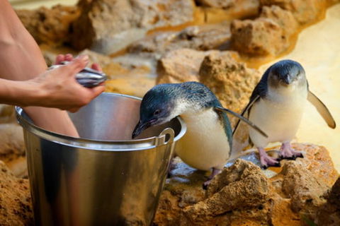 Dolphin, Penguin And Sea Lion Cruise - Holiday Find 3
