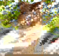 Discover Rottnest with Ferry  Bus Tour from Perth or Fremantle - Holiday Find