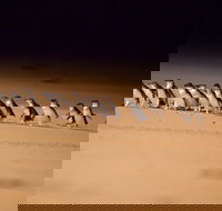 Phillip Island Penguin Parade Express Tour from Melbourne - Holiday Find