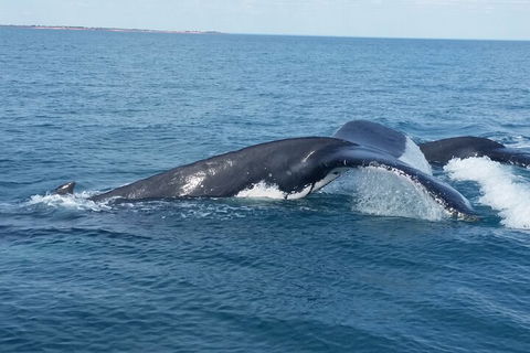 AOC Whale Watching From Broome - Holiday Find 1