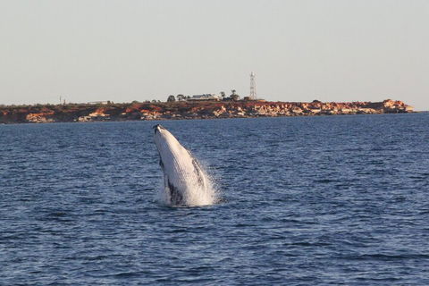 AOC Whale Watching From Broome - Holiday Find 3