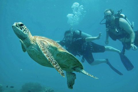Ocean Freedom Great Barrier Reef Personal Luxury Snorkel & Dive Cruise, Cairns - Holiday Find 4