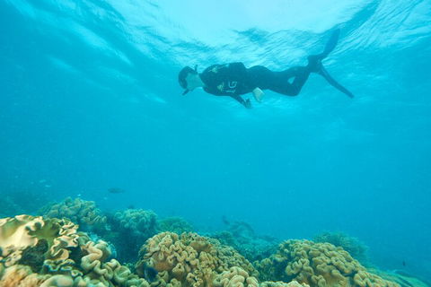 Ocean Freedom Great Barrier Reef Personal Luxury Snorkel & Dive Cruise, Cairns - Holiday Find 5