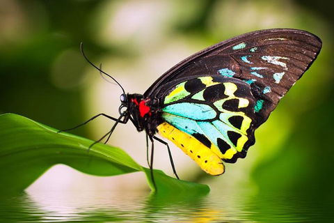 Australian Butterfly Sanctuary - Holiday Find 4