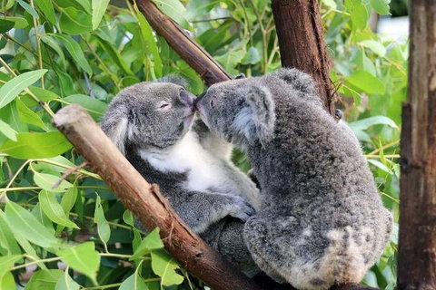 Classic Kuranda By Skyrail And Scenic Railway Including Rainforestation, Koala And Wildlife Park And Pamagirri Aboriginal Experi - Holiday Find 3