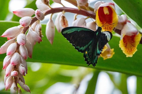 Australian Butterfly Sanctuary- Virtual Interactive Tour With Private Guide - Holiday Find 2