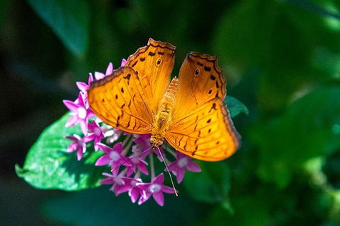 Australian Butterfly Sanctuary- Virtual Interactive Tour With Private Guide - Holiday Find 3