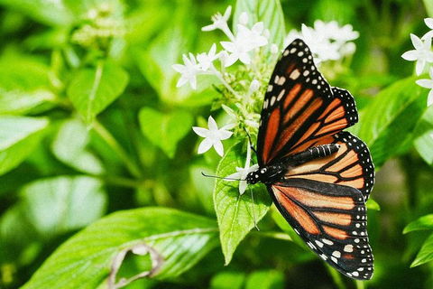 Australian Butterfly Sanctuary- Virtual Interactive Tour With Private Guide - Holiday Find 4