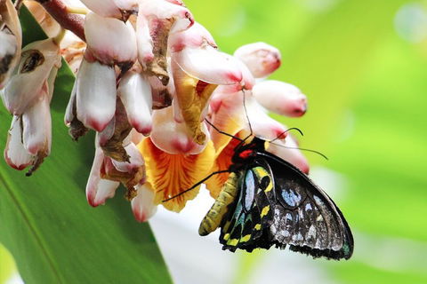 Australian Butterfly Sanctuary- Virtual Interactive Tour With Private Guide - Holiday Find 5