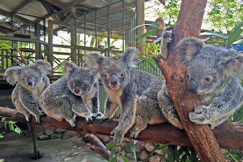 Best Of Kuranda Including Skyrail, Kuranda Scenic Railway And Rainforestation - Holiday Find 4