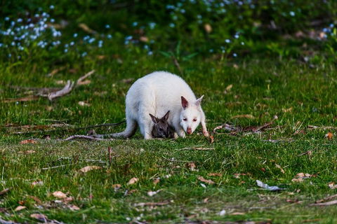 Bruny Island Traveller - Gourmet Tasting And Sightseeing Day Trip From Hobart - Holiday Find 3