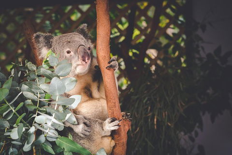 Small-Group Blue Mountains Day Trip From Sydney With Wildlife Park - Holiday Find 2