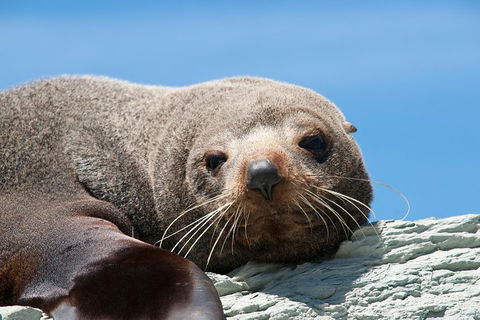 Kangaroo Island 75-Minute Ocean Safari - Holiday Find 1