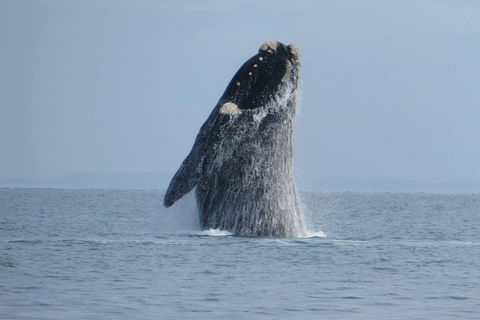 Kangaroo Island 75-Minute Ocean Safari - Holiday Find 2