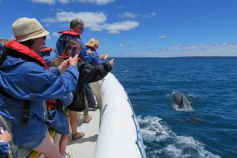 Kangaroo Island 75-Minute Ocean Safari - Holiday Find 3