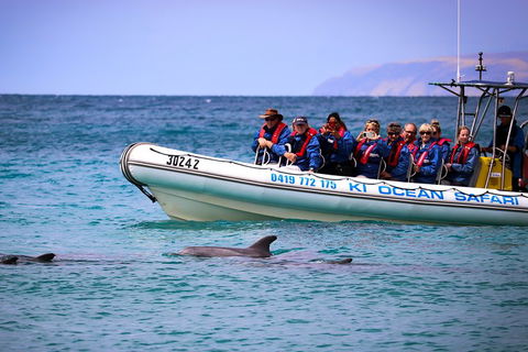 Kangaroo Island 75-Minute Ocean Safari - Holiday Find 4