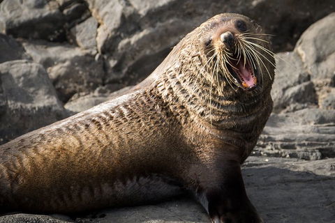 Kangaroo Island 75-Minute Ocean Safari - Holiday Find 5