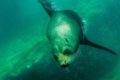 Kangaroo Island Ocean Safari - Snorkeling Safari - Holiday Find 1
