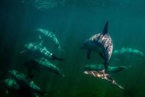 Kangaroo Island Ocean Safari - Snorkeling Safari - Holiday Find 2