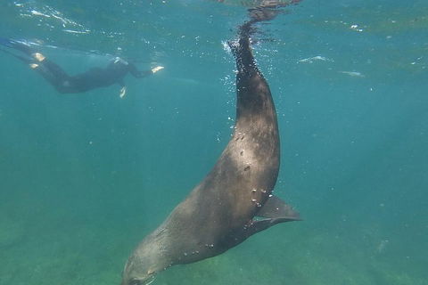 Kangaroo Island Ocean Safari - Snorkeling Safari - Holiday Find 3