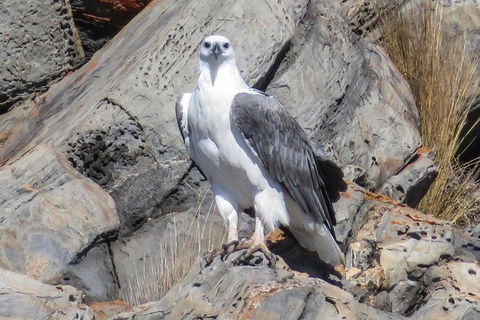 Kangaroo Island Ocean Safari - Snorkeling Safari - Holiday Find 4