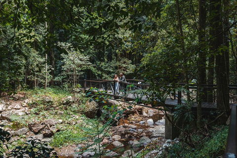 Springbrook AndTamborine Rainforest Tour Incl Natural Bridge And Glow Worm Cave - Holiday Find 3