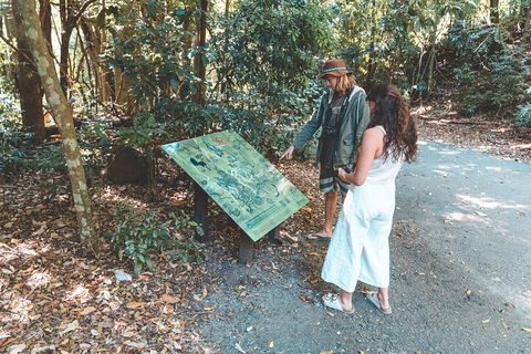 Springbrook AndTamborine Rainforest Tour Incl Natural Bridge And Glow Worm Cave - Holiday Find 5