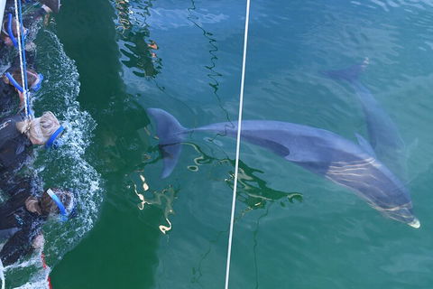 Dolphin Cruise From Adelaide With Optional Dolphin Swim - Holiday Find 0