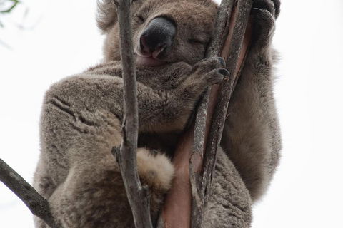 2-Day Kangaroo Island 4WD Small-Group Tour From Adelaide - Holiday Find 0